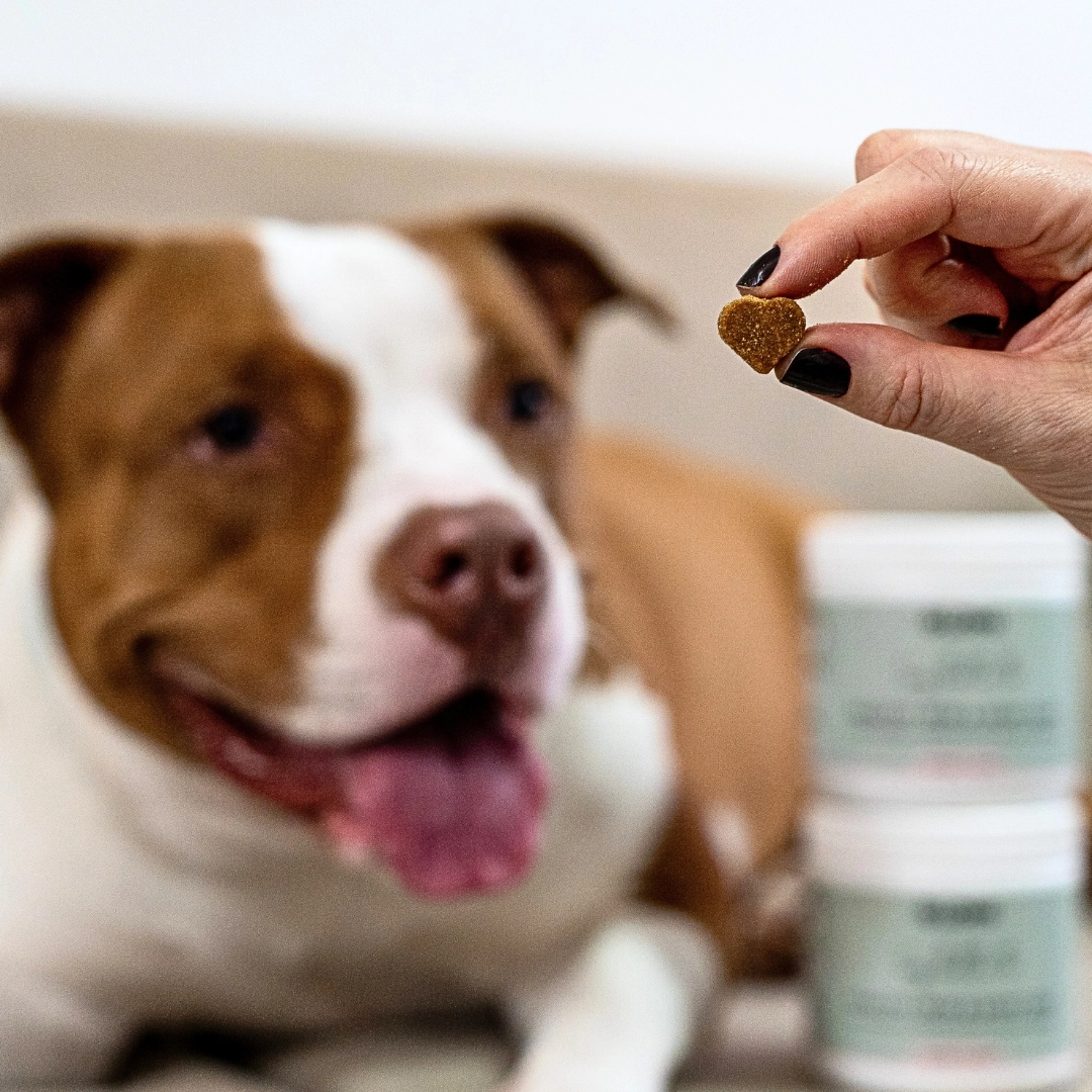 Dog Care Set